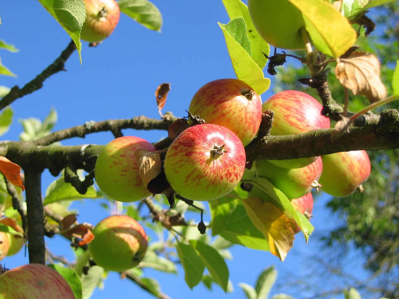 Symbolfoto Streuobstwiese